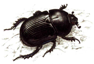 Related Image