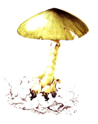 Related Image