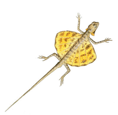 Related Image