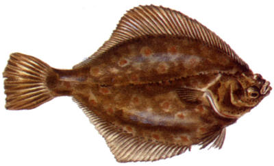 flounder amadine