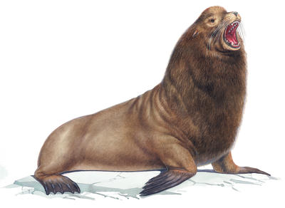What is the difference between a seal and a sea lion?