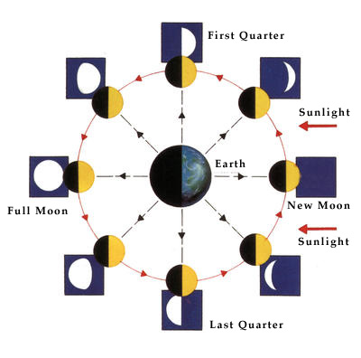 It takes 29.5 days for the Moon to orbit Earth.