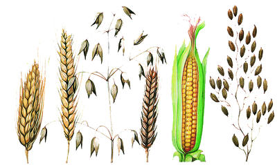 Cereal plants include wheat, rye, oats, barley, maize, and rice.