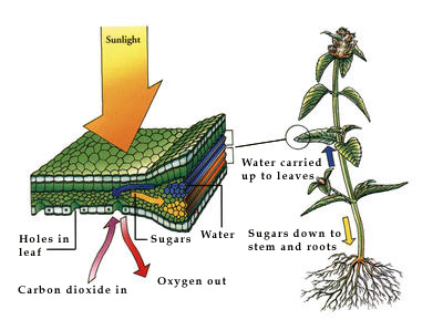 A leaf is a factory that manufactures sugar.