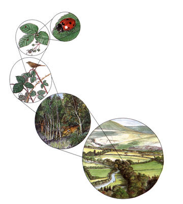 A diagram of how populations of animals, communities, and ecosystems are related to each other and how they form the ecosphere