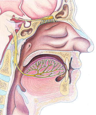 As well as helping to detect smells, the nose moistens, cleans, and warms incoming air.