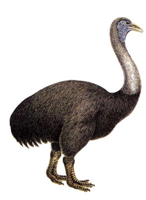 Elephant Bird