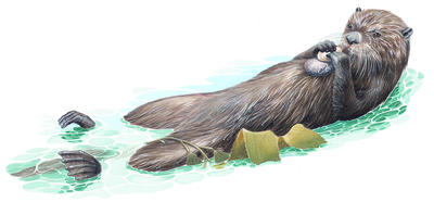 sea otters eating clams