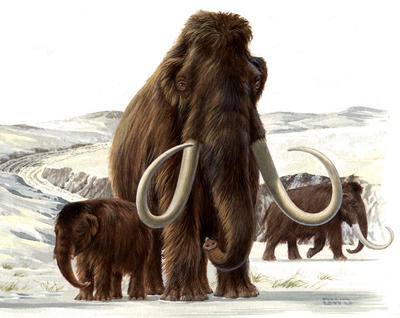 How did mammals survive the Ice Age?