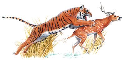 Tiger Attack Deer