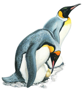 penguin laying eggs