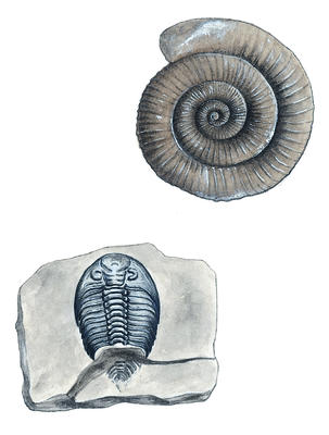 Some fossils show clearly what the ancient animal life of the Earth looked like.