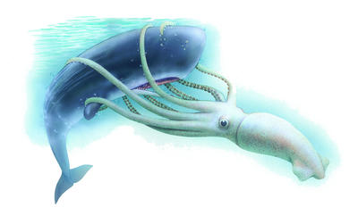 Two giants of the ocean depth are the giant squid and the sperm whale, which can be more than 18 metres long.