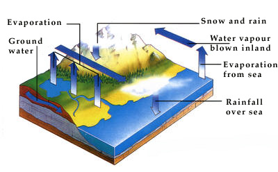 The constant circulation of water that produces rain is called the water cycle.