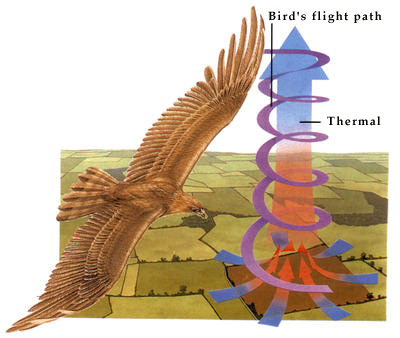Birds can soar upwards on columns of warm, rising air, called thermals.