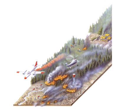 Forest fires are sprayed from the air with water and chemicals, and bulldozers make fire breaks through the trees.