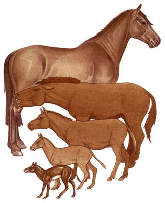 Over millions of years the horse has evolved from a small animal with toes into a big animal with hooves.