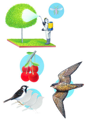 DDT sprayed onto a fruit tree can find its way into the body of a bird of prey.