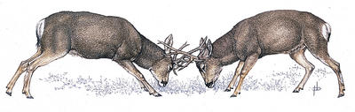 Rival white-tailed deer stags battle to see which one is the strongest.