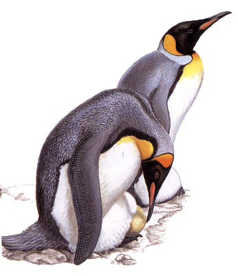 A pair of king penguins with their new egg