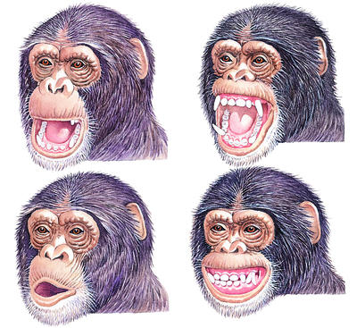 The four most common facial expressions seen in chimps