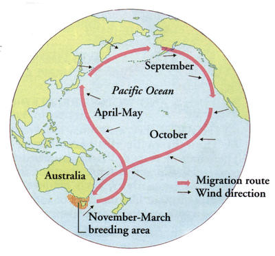 The Short-tailed Shearwater's annual migration route