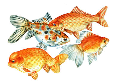 Apart from the true goldfish, the best-known types are the Shubunkin, the Lionhead, and the Veiltail.