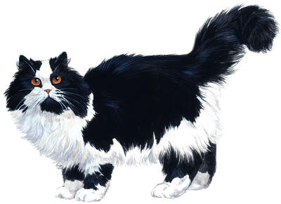 A black-and-white Persian cat