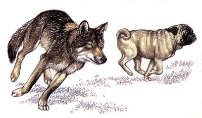 Although related, wolves and toy dogs look completely different.