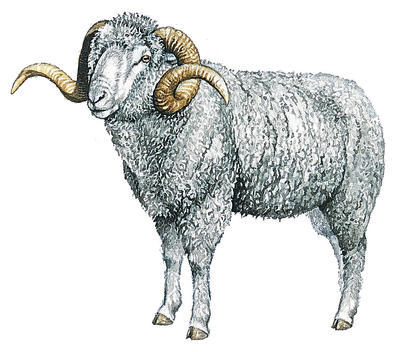 An Arles merino sheep from the south of France, valued for its high-quality fleece