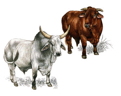 Santa Gertrudis and Kankrej cattle both thrive in hot climates.