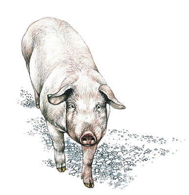 Nearly 800 million pigs are kept throughout the world.