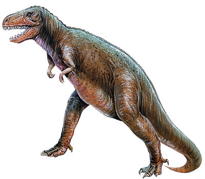 Tyrannosaurus was a fierce, meat-eating dinosaur over 12 metres in length.