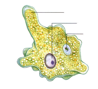 The body of an amoeba is made from a single cell.