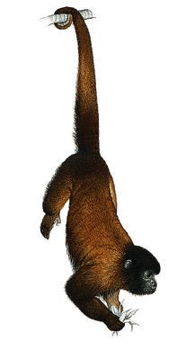 Some monkeys can use their muscular tail as an extra limb.