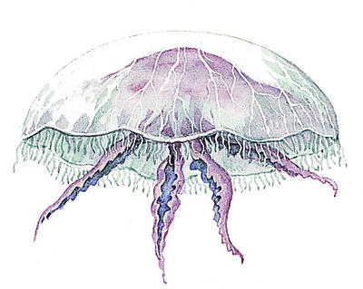 The umbrella-shaped jellyfish swims by rhythmically contracting its body.