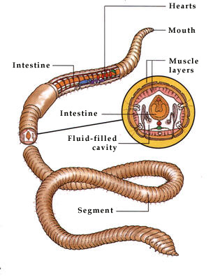 An earthworm burrows through the soil by extending the front part of its body and pulling the rest up behind it.