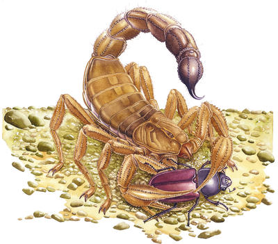 The scorpion is famous for its deadly stinging tail.