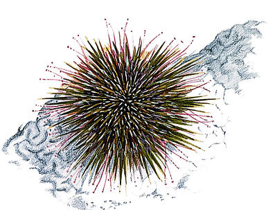 Some sea urchins have an intimidating array of spines.