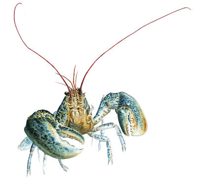 Crabs and lobsters have tough shells that help to protect them. 
