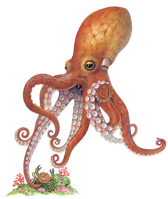 The octopus uses its tentacles to capture prey.