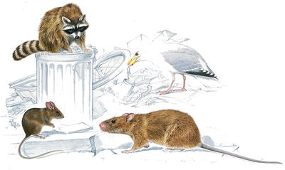 Many clever animals have adjusted to life in cities and towns, feeding off our garbage.
