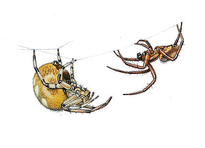 A male orb web spider carefully courts the much larger female.