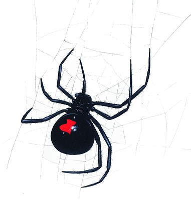 A deadly black widow spider spins her untidy web.