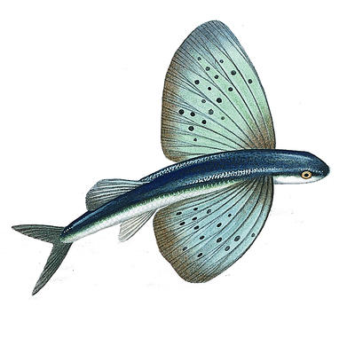 The flying fish has fins that can be stretched out to form wings.