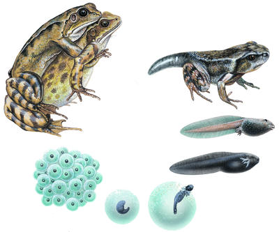Stages in the life cycle of a frog