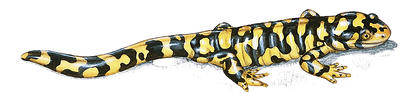 A fire salamander produces poison from pores behind its eyes.