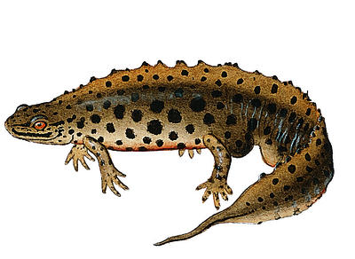 The newt is an amphibian with a long, slender body like that of a lizard.