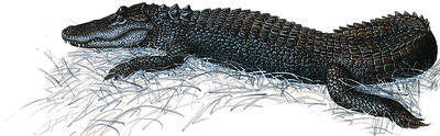 The American alligator may continue to care for its young for up to two years.