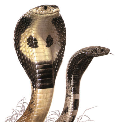 When threatened, the cobra rears up and spreads its hood to make it appear bigger.